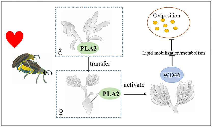 Male-derived phospholipase A2 enhances WD46 expression and increases fertility in Ophraella communa