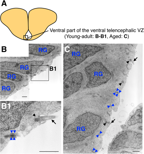 Details are in the caption following the image Details are in the caption following the image