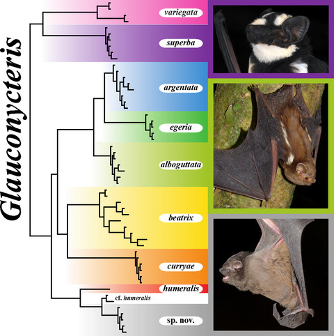 Multilocus phylogeny and species delimitation within the genus Glauconycteris (Chiroptera, Vespertilionidae), with the description of a new bat species from the Tshopo Province of the Democratic Republic of the Congo