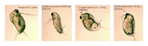 Details are in the caption following the image