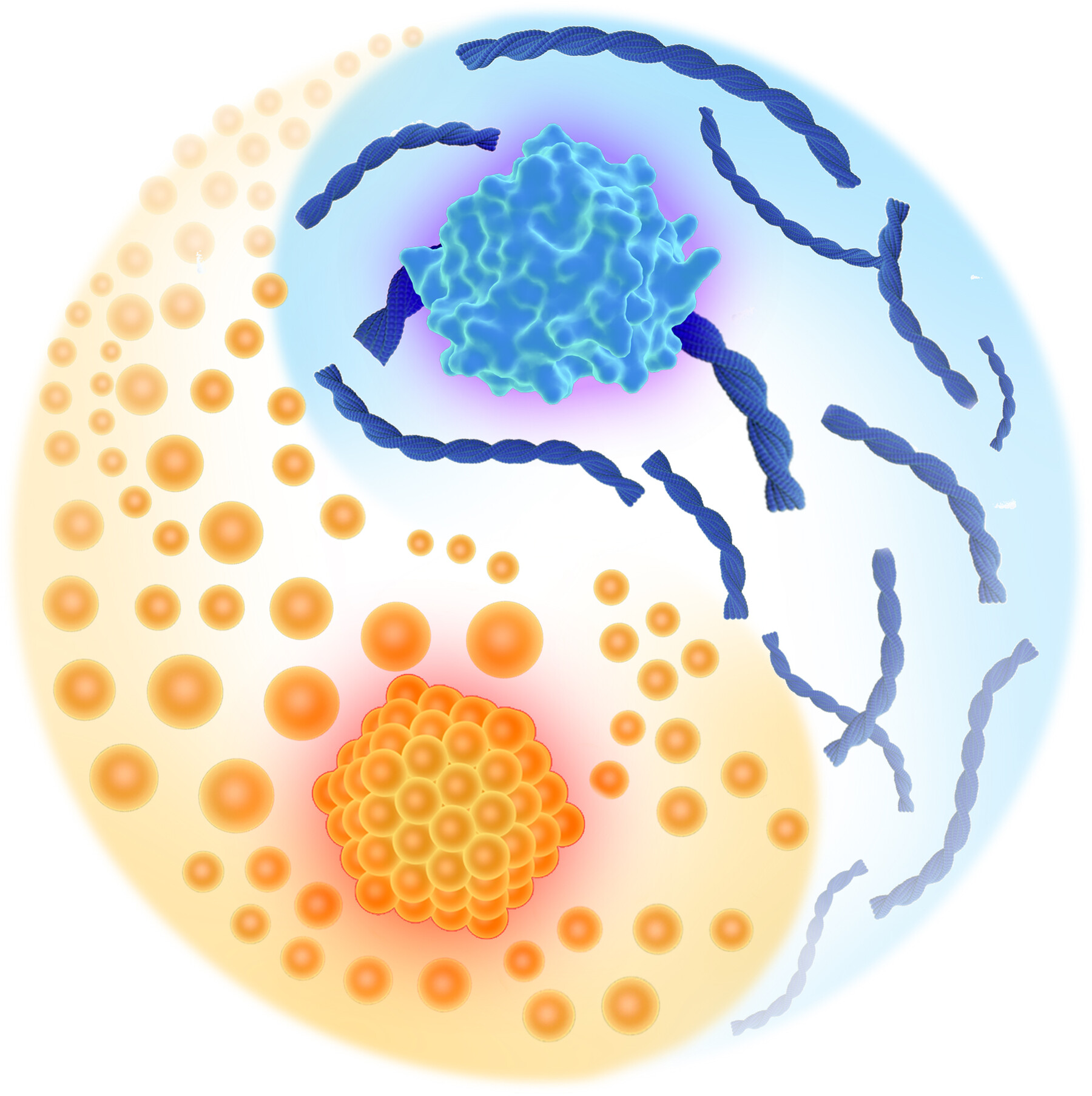 Dimensional Coupling in Synergistic Bio-Nano Growth Systems