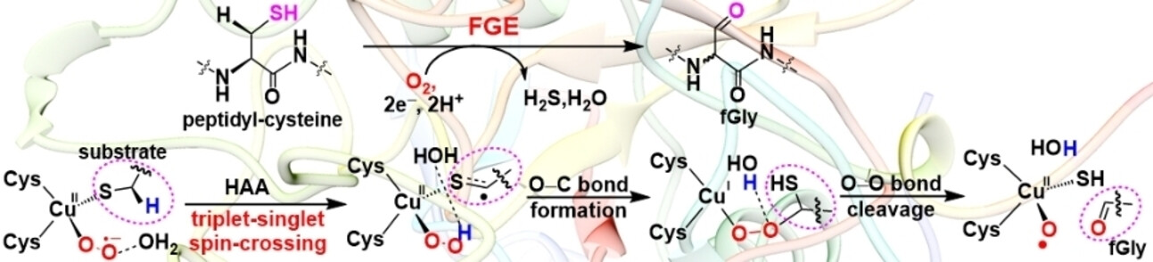 Mechanistic Insight into Peptidyl-Cysteine Oxidation by the Copper-Dependent Formylglycine-Generating Enzyme