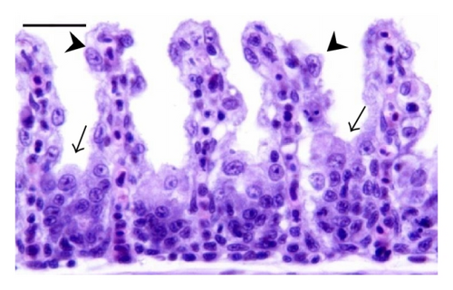 Details are in the caption following the image