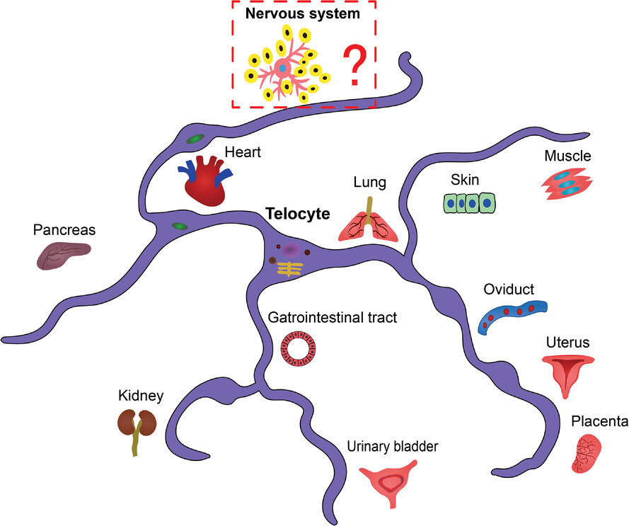 Morphologies and potential roles of telocytes in nervous tissue