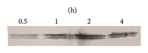 Details are in the caption following the image