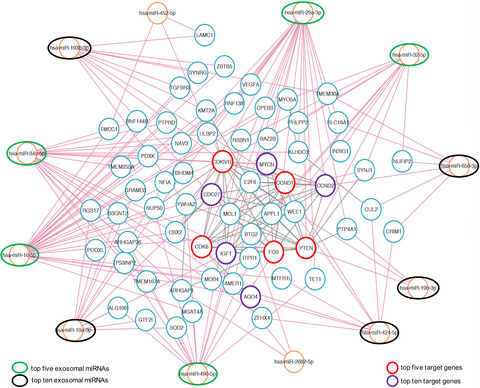 Aberrant expression profiles and bioinformatic analysis of CAF-derived exosomal miRNAs from three moderately differentiated supraglottic LSCC patients