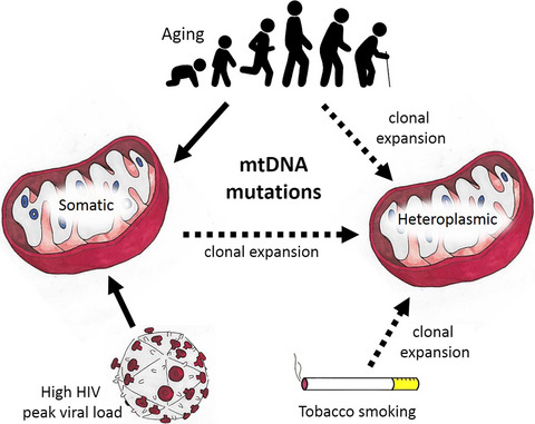 Mitochondrial DNA somatic mutation burden and heteroplasmy are associated with chronological age, smoking, and HIV infection