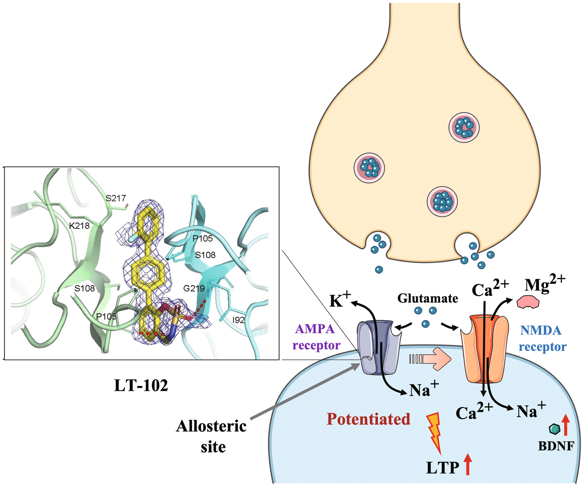 Novel α-amino-3-hydroxy-5-methyl-4-isoxazole-propionic acid receptor (AMPAR) potentiator LT-102: A promising therapeutic agent for treating cognitive impairment associated with schizophrenia