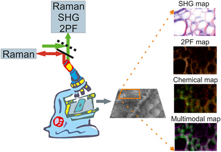 Insight into plant cell wall chemistry and structure by combination of multiphoton microscopy with Raman imaging
