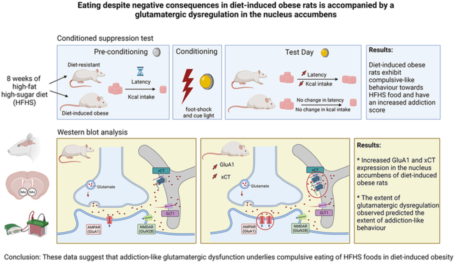 Compulsive-like eating of high-fat high-sugar food is associated with ‘addiction-like’ glutamatergic dysfunction in obesity prone rats