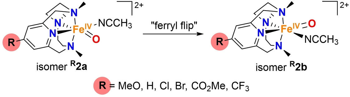 Characterization of a Ferryl Flip in Electronically Tuned Nonheme Complexes. Consequences in Hydrogen Atom Transfer Reactivity