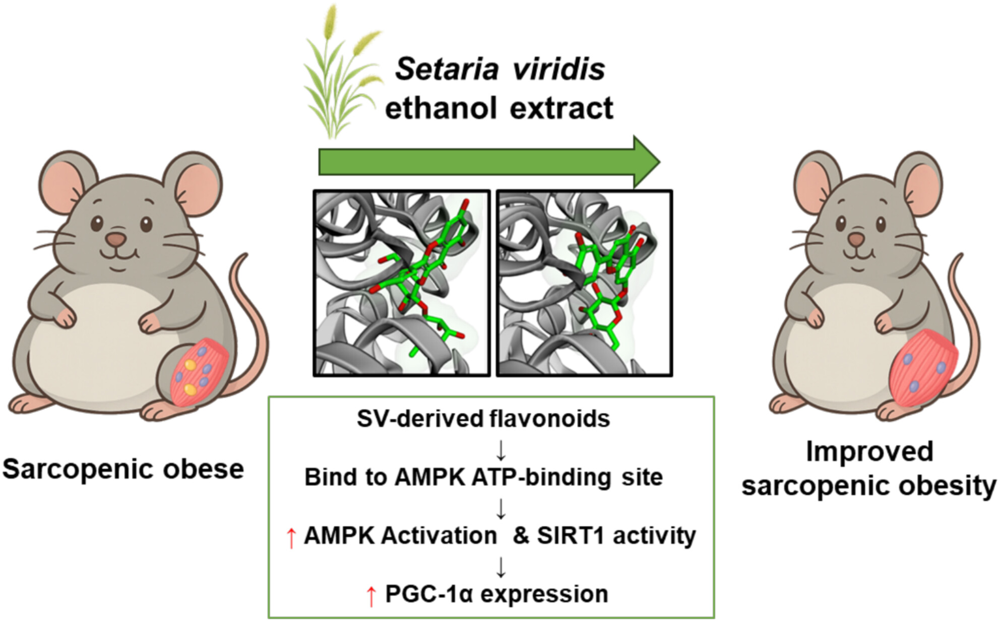 Setaria viridis Ethanol Extract Attenuates Muscle Loss and Body Fat Reduction in Sarcopenic Obesity by Regulating AMPK in High-Fat Diet-Induced Obese Mice
