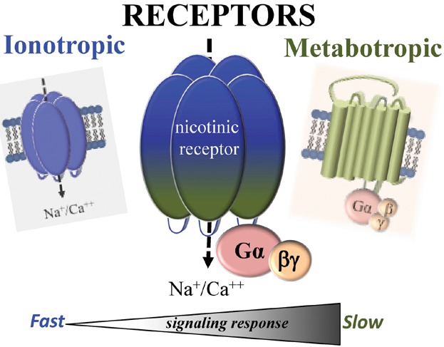 Are nicotinic acetylcholine receptors coupled to G proteins?
