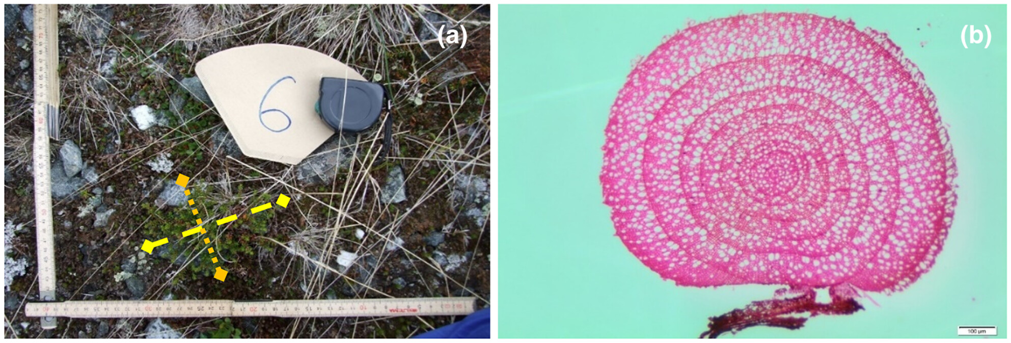 Population re-establishment and spatial dynamics of crowberry (Empetrum nigrum ssp. hermaphroditum), a foundation species in restored alpine ecosystems