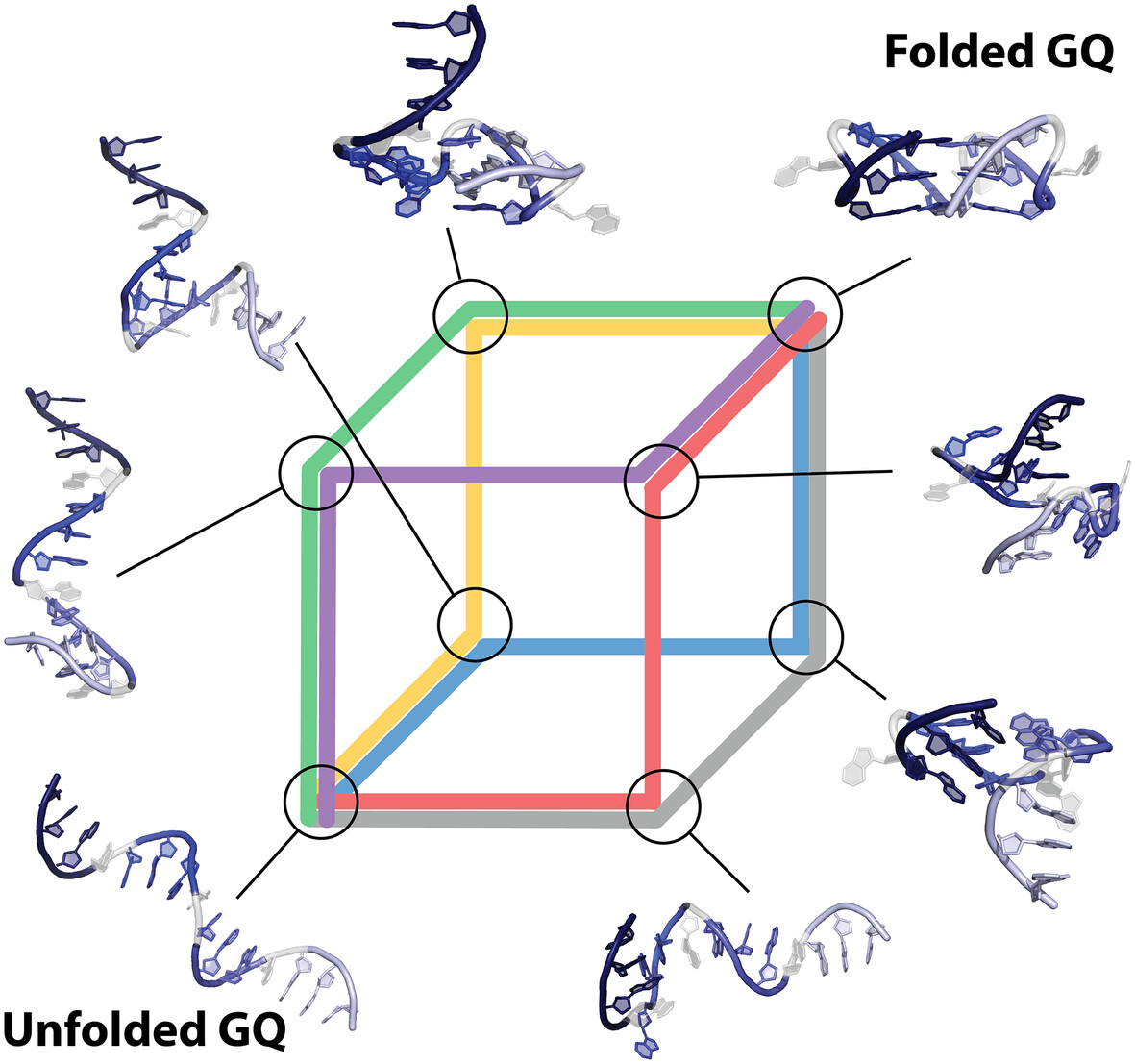Computer Folding of Parallel DNA G-Quadruplex: Hitchhiker's Guide to the Conformational Space