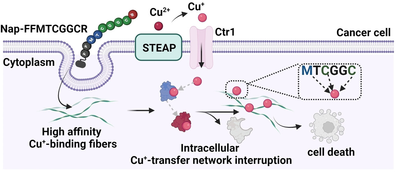 Chaperone-Derived Copper(I)-Binding Peptide Nanofibers Disrupt Copper Homeostasis in Cancer Cells
