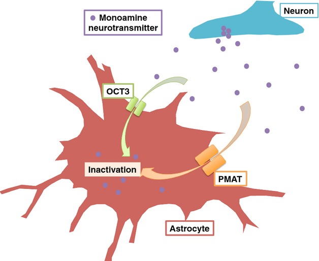 Predominant role of plasma membrane monoamine transporters in monoamine transport in 1321N1, a human astrocytoma-derived cell line