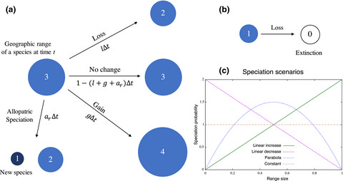Species-range-size distributions: Integrating the effects of speciation, transformation, and extinction