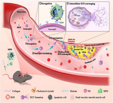 Neutrophil Hitchhiking-Mediated Delivery of ROS-Scavenging Biomimetic Nanoparticles for Enhanced Treatment of Atherosclerosis