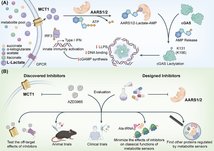 The role of metabolite sensors in metabolism-immune interaction: New targets for immune modulation