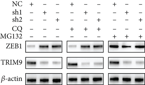 Details are in the caption following the image
