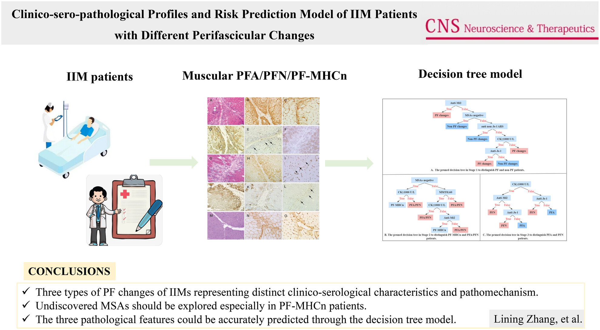Clinico-sero-pathological profiles and risk prediction model of idiopathic inflammatory myopathy (IIM) patients with different perifascicular changes