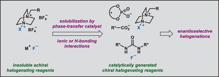 Enantioselective halogenation via asymmetric phase-transfer catalysis