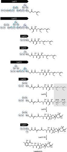 Details are in the caption following the image Details are in the caption following the image