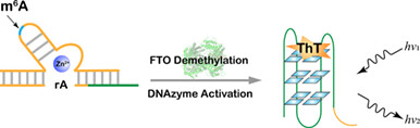 A Label-Free Deoxyribozyme Sensor for m6A Demethylase Activity Detection†