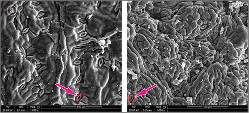 Details are in the caption following the image Details are in the caption following the image