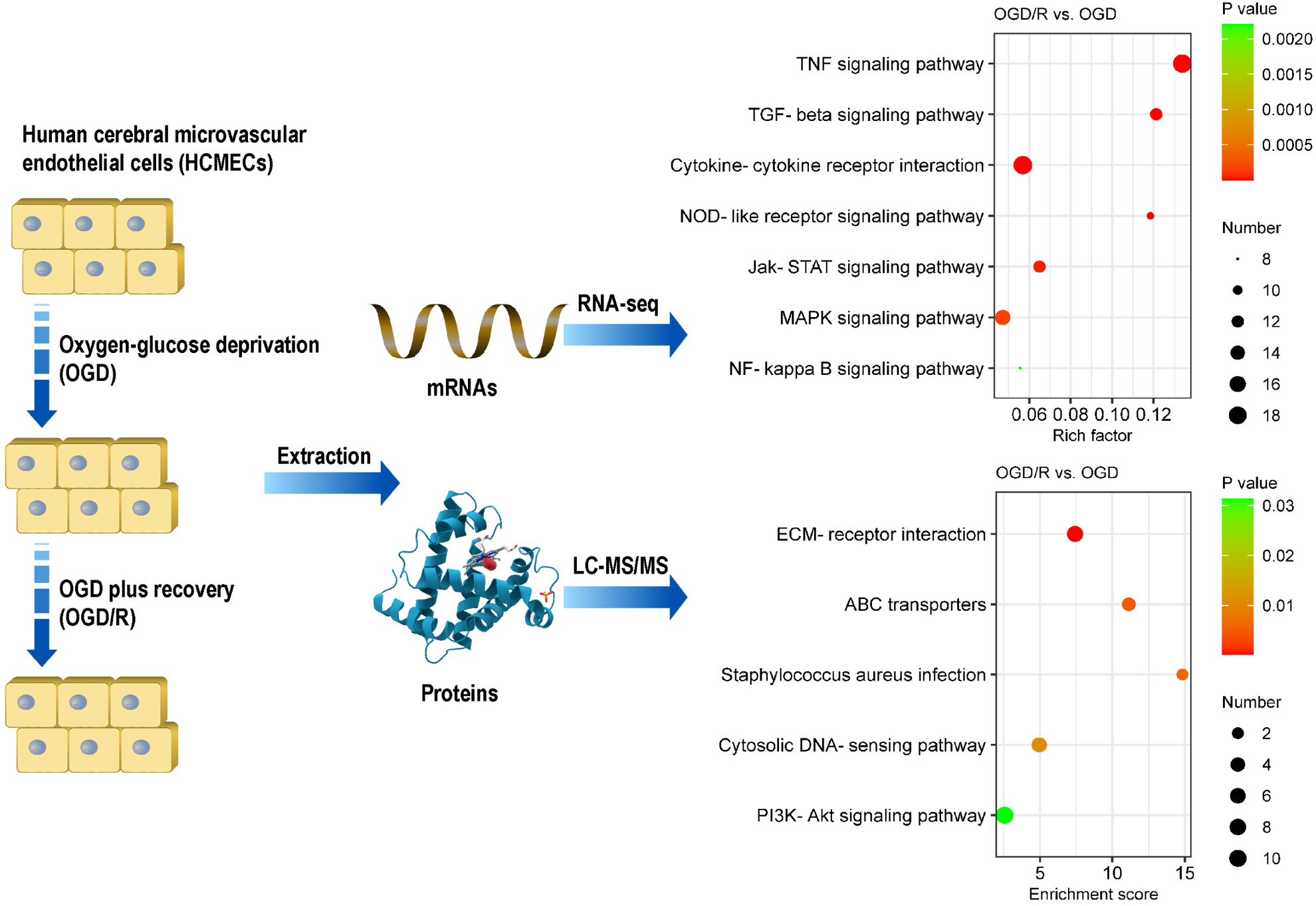 Integrated transcriptomic and proteomic profiling reveals the key molecular signatures of brain endothelial reperfusion injury