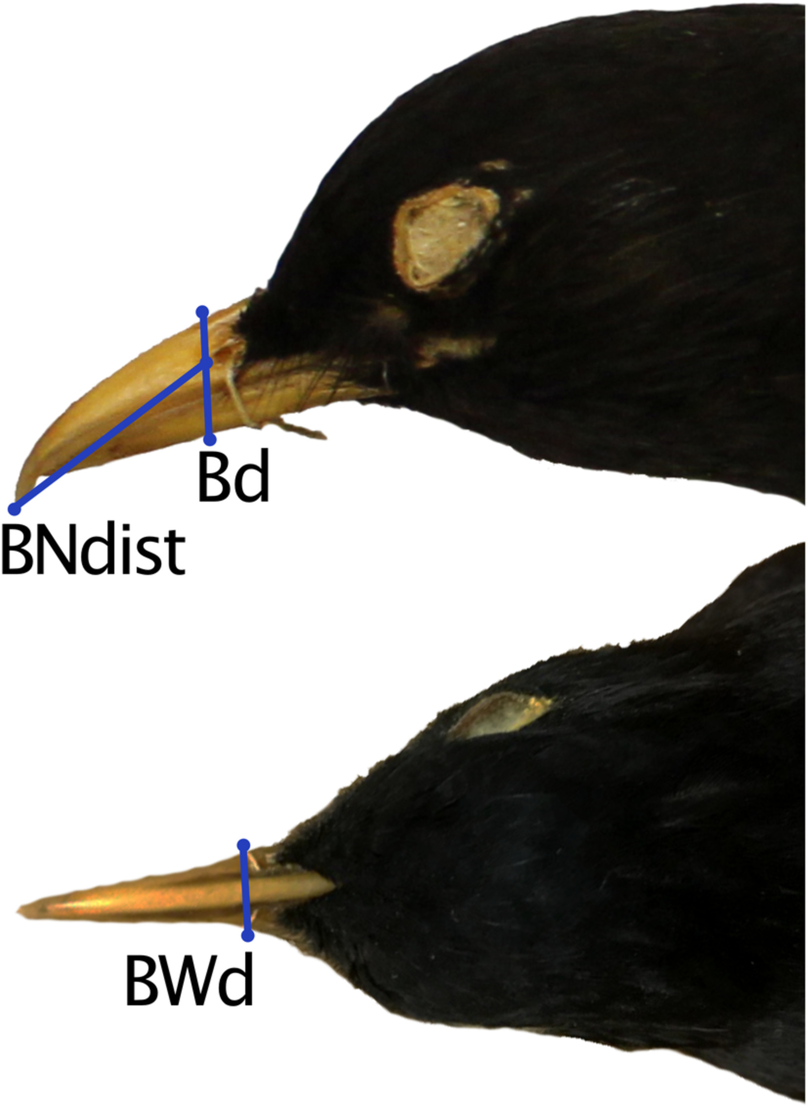 Fast-paced city life? Tempo and mode of phenotypic changes in urban birds from Switzerland