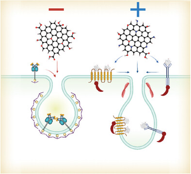 Holistic Investigation of Graphene Quantum Dot Endocytosis