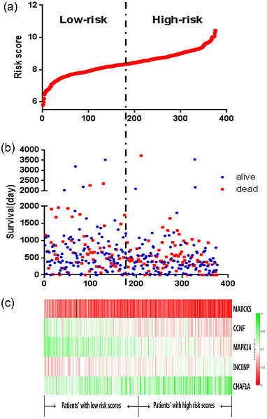 Identification of a novel cell cycle-related gene signature predicting survival in patients with gastric cancer