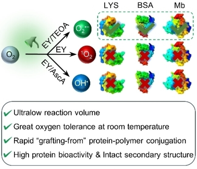 Design of an Oxygen-Tolerant Photo-RAFT System for Protein-Polymer Conjugation Achieving High Bioactivity