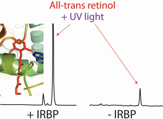Interphotoreceptor Retinoid-Binding Protein Protects Retinoids from Photodegradation
