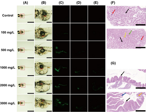 Details are in the caption following the image Details are in the caption following the image