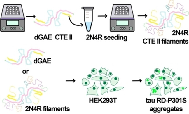 dGAE(297–391) Tau Fragment Promotes Formation of Chronic Traumatic Encephalopathy-Like Tau Filaments