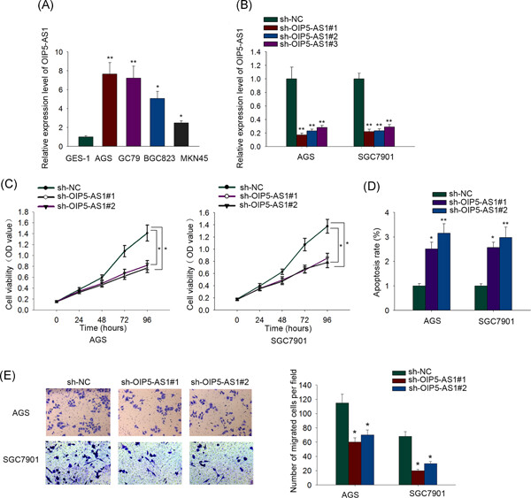 Long noncoding RNA OIP5-AS1 aggravates cell proliferation, migration in gastric cancer by epigenetically silencing NLRP6 expression via binding EZH2