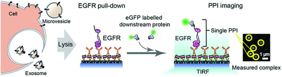 Single-Molecule Co-Immunoprecipitation Reveals Functional Inheritance of EGFRs in Extracellular Vesicles