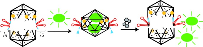 Controlled Release of Encapsulated Cargo from a DNA Icosahedron using a Chemical Trigger