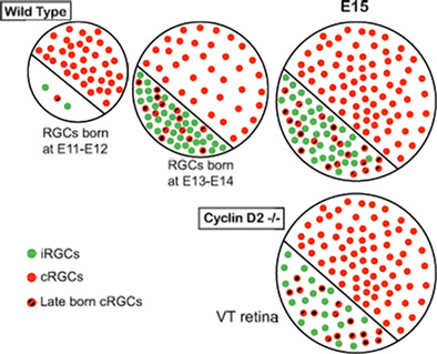 Distinct timing of neurogenesis of ipsilateral and contralateral retinal ganglion cells