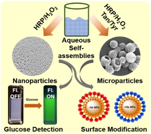 Enzymatic Dimerization-Induced Self-Assembly of Alanine-Tyramine Conjugates into Versatile, Uniform, Enzyme-Loaded Organic Nanoparticles