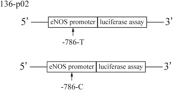 C allele of -786 T>C polymorphism in the promoter region of endothelial nitric oxide synthase is responsible for endothelial dysfunction in the patients with rheumatoid arthritis