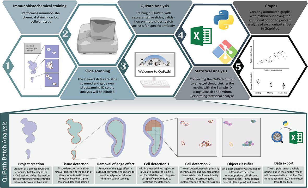 Application and Validation of Semiautomatic Quantification of Immunohistochemically Stained Sections for Low Cellular Tissue Such as Intervertebral Disc Using QuPath