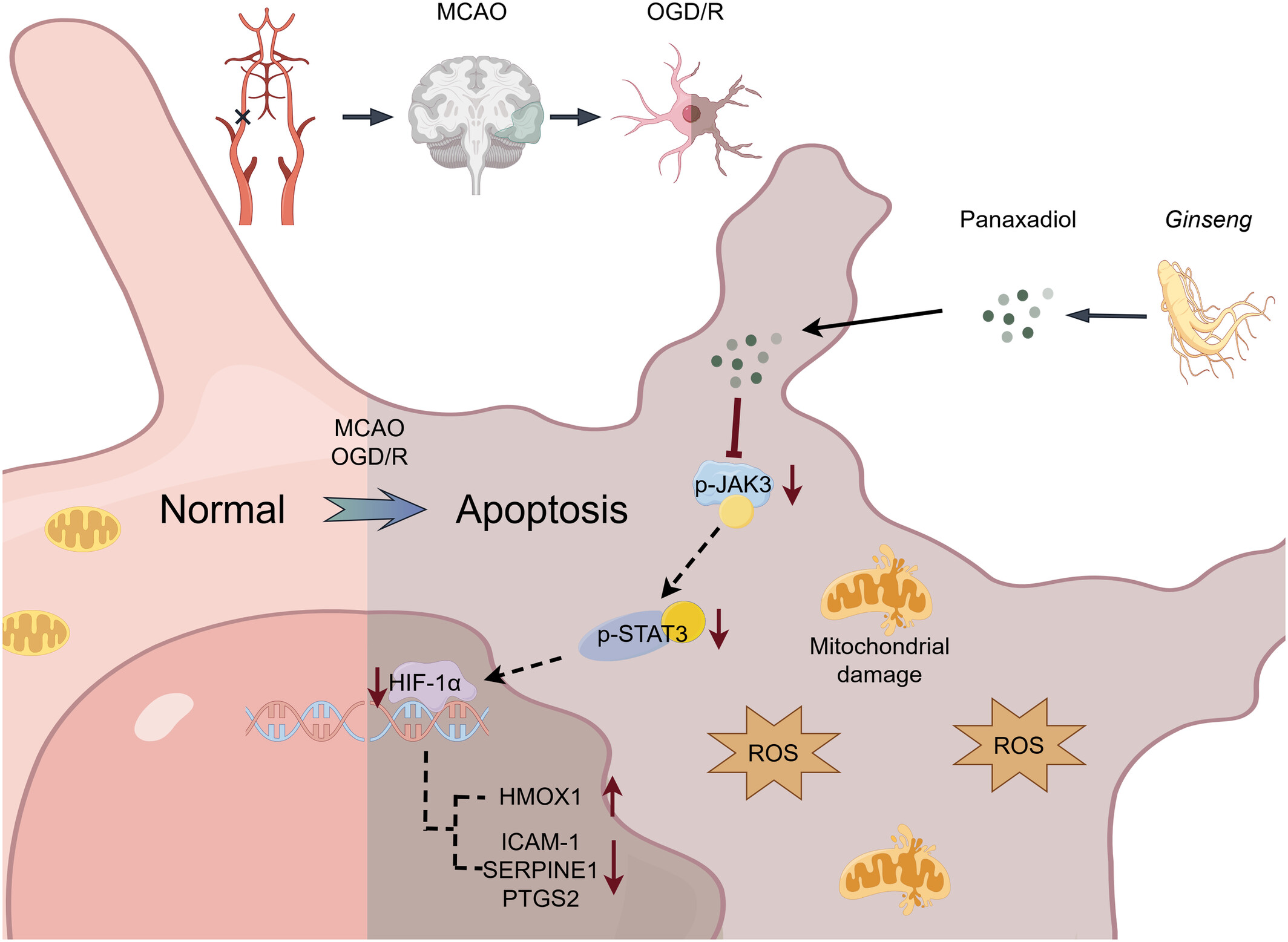 Panaxadiol Attenuates Neuronal Oxidative Stress and Apoptosis in Cerebral Ischemia/Reperfusion Injury via Regulation of the JAK3/STAT3/HIF-1α Signaling Pathway