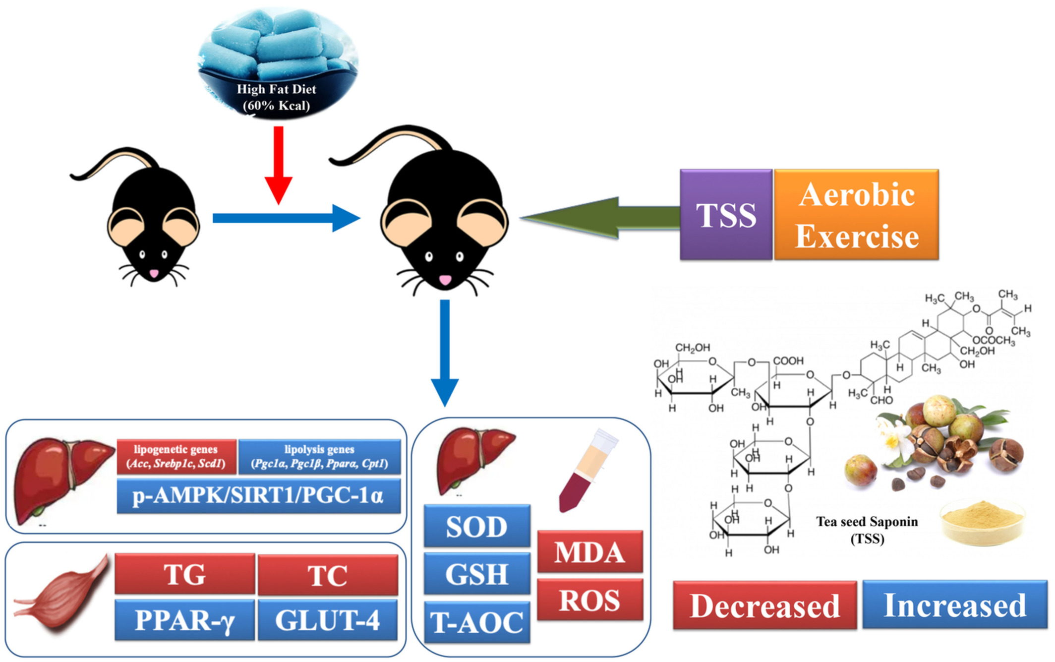 Dietary tea seed saponin combined with aerobic exercise attenuated lipid metabolism and oxidative stress in mice fed a high-fat diet (HFD)