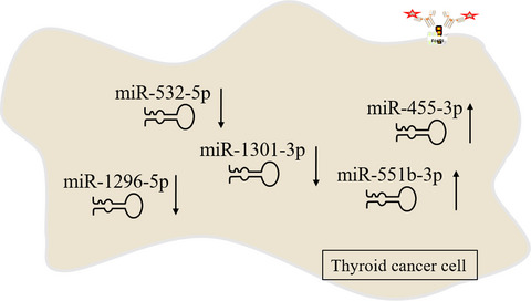 Aberrant expression of five miRNAs in papillary thyroid carcinomas