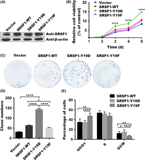 Phosphorylation of serine/arginine-rich splicing factor 1 at tyrosine 19 promotes cell proliferation in pediatric acute lymphoblastic leukemia