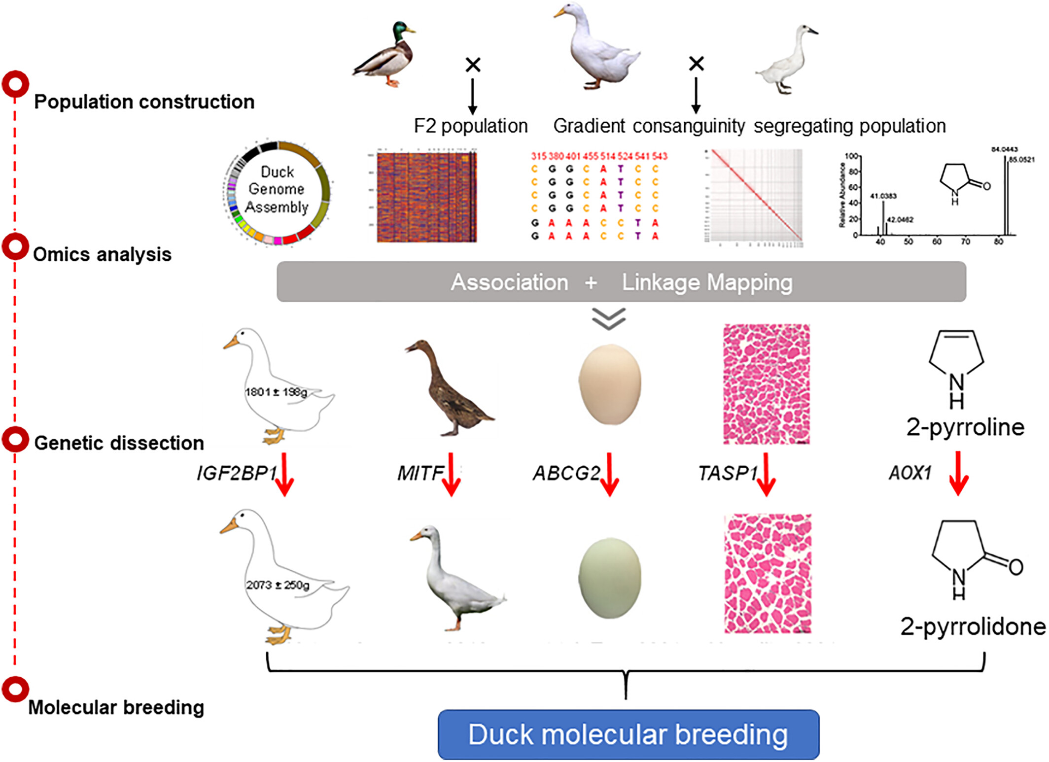The Duck 1000 Genomes Project: Achievements and perspectives